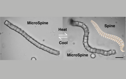MicroSpine with Shape-Transforming Properties for Targeted Cargo Delivery at microscale