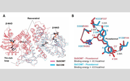 New Enzyme Discovered by HKU Plant Biochemists Unlocks Potential for Health-Promoting Compounds in Sorghum