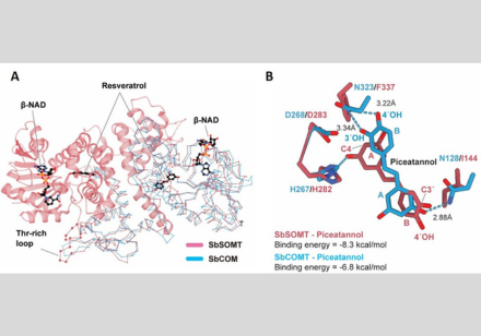 New Enzyme Discovered by HKU Plant Biochemists Unlocks Potential for Health-Promoting Compounds in Sorghum