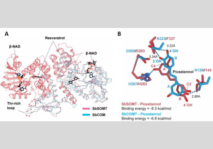 Structural analysis of sorghum stilbene O-methylase (SbSOMT). Images adapted from Nature Communications, 2023, doi:10.1038/s41467-023-38908-5 .