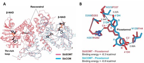 Biosynthesis of O-methylated stilbenes. In sorghum, SOMT converts resveratrol to pinostilbene and pterostilbene which are O-methylated in the stilbene A-ring.  In wild sugarcane, a COMT likely converts piceatannol to isorhapontigenin which is O-methylated in the stilbene B-ring. O-methylation is a common modification that increases potency and bioavailability of phytochemicals. O-methylated groups are indicated in pink. 