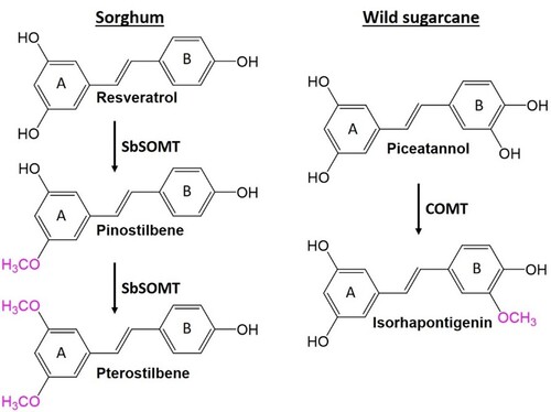 . Biosynthesis of O-methylated stilbenes. In sorghum, SOMT converts resveratrol to pinostilbene and pterostilbene which are O-methylated in the stilbene A-ring.  In wild sugarcane, a COMT likely converts piceatannol to isorhapontigenin which is O-methylated in the stilbene B-ring. O-methylation is a common modification that increases potency and bioavailability of phytochemicals. O-methylated groups are indicated in pink. 