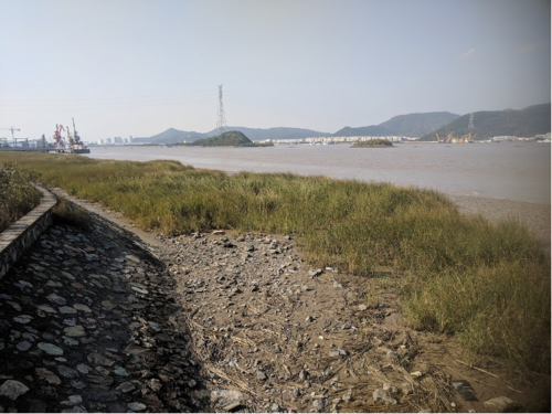 Embanked salt marsh in Ningbo, China has nowhere to migrate further inland as sea levels rise in the future. Image Credit: Nicole Khan, University of Hong Kong