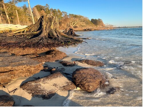 Wetland erosion at Towra Point Sydney. Towra Point is a wetland listed as internationally significant under the Ramsar convention. Sea level rise is one of a number of stressors in this system. Image Credit: Neil Saintilan