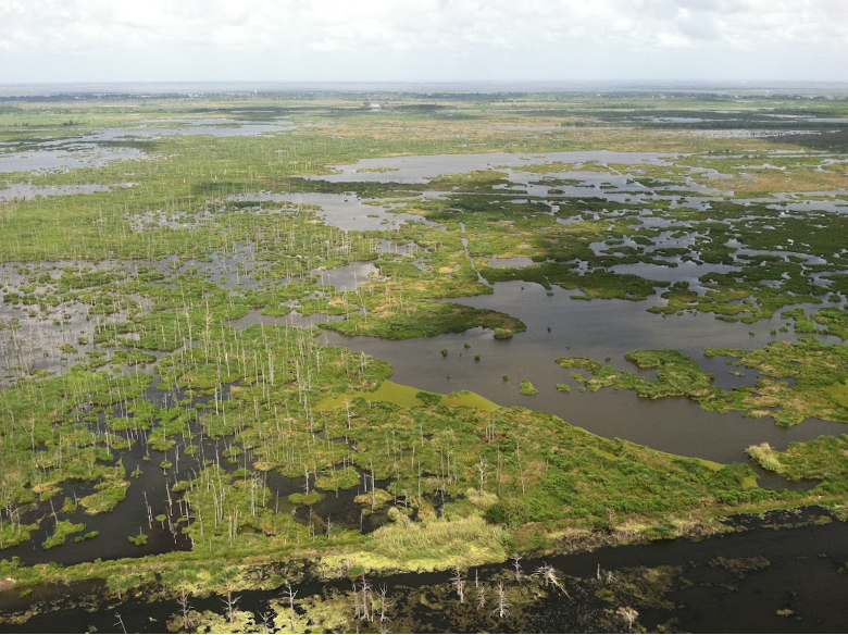  Freshwater swamps in the Mississippi Delta (Louisiana, USA) are being replaced by marsh or open water due to rising sea levels. Image Credit: Nicole Khan, University of Hong Kong