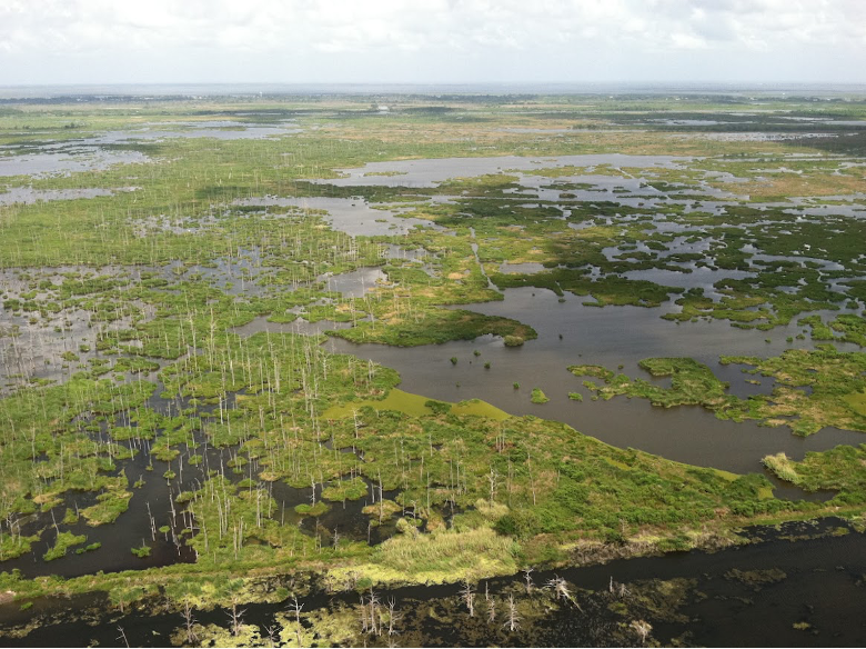 Freshwater swamps in the Mississippi Delta (Louisiana, USA) are being replaced by marsh or open water due to rising sea levels. Image Credit: Nicole Khan, University of Hong Kong