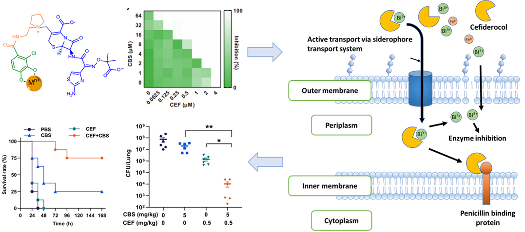 Bismuth and cefiderocol showed synergistic effect both in vitro and in vivo (lung infectious model) against PAO1, a strain of Pseudomonas aeruginosa, as a metallo-sideromycin complex transported actively into bacterial cells. Images adapted from Nature Communication, 2023, DOI: 10.1038/s41467-023-40828-3