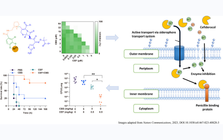 . Bismuth and cefiderocol showed synergistic effect both in vitro and in vivo (lung infectious model) against PAO1, a strain of Pseudomonas aeruginosa, as a metallo-sideromycin complex transported actively into bacterial cells.