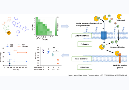 . Bismuth and cefiderocol showed synergistic effect both in vitro and in vivo (lung infectious model) against PAO1, a strain of Pseudomonas aeruginosa, as a metallo-sideromycin complex transported actively into bacterial cells.