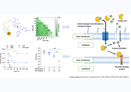 . Bismuth and cefiderocol showed synergistic effect both in vitro and in vivo (lung infectious model) against PAO1, a strain of Pseudomonas aeruginosa, as a metallo-sideromycin complex transported actively into bacterial cells. 