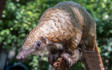 Genomic Analysis of Seized Pangolin Scales Illuminates Pathways of Illegal Trade from Africa to Asia