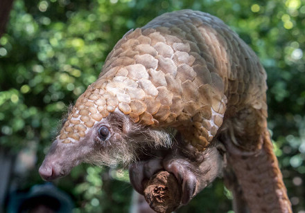 Genomic Analysis of Seized Pangolin Scales Illuminates Pathways of Illegal Trade from Africa to Asia