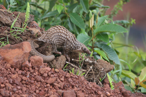 White-bellied pangolin (Phataginus tricuspis). This species is most illegally trafficked mammal in the world. (Credit: Tim Wacher, Zoological Society of London)