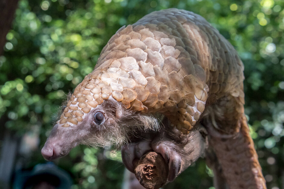A photo of a white-bellied pangolin (Phataginus tricuspsis) (Credit: Frank Kohn, US Fish & Wildlife Service)