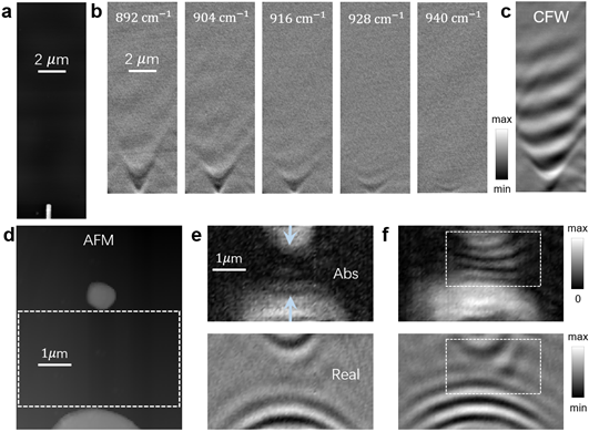 Figure 3. Hyperbolic phonon polariton and elliptical phonon polariton propagation on α-MoO3 film. (a) AFM of an antenna placed on the α-MoO3 film. (b) Real frequency measurements of hyperbolic polariton in different real frequencies. (c) Complex frequency measurement provides an ultra-long distance propagation behavior. (d) AFM of two different spaced gold antennas. (e) The amplitude and real part of the measurements at real frequency f=990cm-1. (f) The amplitude and real part of measurements at complex frequency f=(990-2i)cm-1. Figures adapted from Nature Materials, 2024, doi.org/10.1038/s41563-023-01787-8.