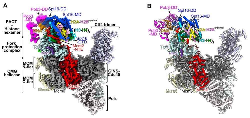 The cryo-EM structure of the yeast replisome in complex with FACT and parental histones (A) and its atomic model (B). Modified from Li et al, Nature (2004)