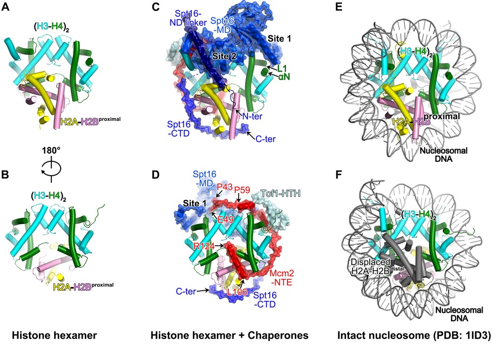 The evicted histone hexamer and its chaperons from the replisome structure. (A-B) The architecture of the parental histone hexamer. (C-D) The histone-chaperone complex on the replisome. (E-F) The structure of an intact nucleosome. Modified from Li et al, Nature (2004)