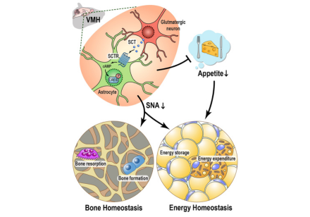 Secretin signaling in the ventromedial hypothalamus regulates skeletal and metabolic homeostasis. Image adapted from respective paper in Nature Communications (2024)