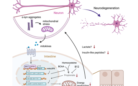 HKU Biologists Discover Propionate Supplementation as a Potential Treatment for Parkinson's Disease