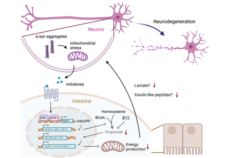 HKU Biologists Discover Propionate Supplementation as a Potential Treatment for Parkinson's Disease