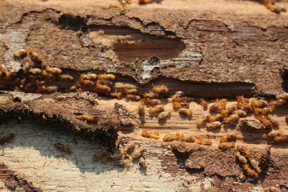 Termites are crucial for maintaining a healthy ecosystem. Image credit: Shutterstock.