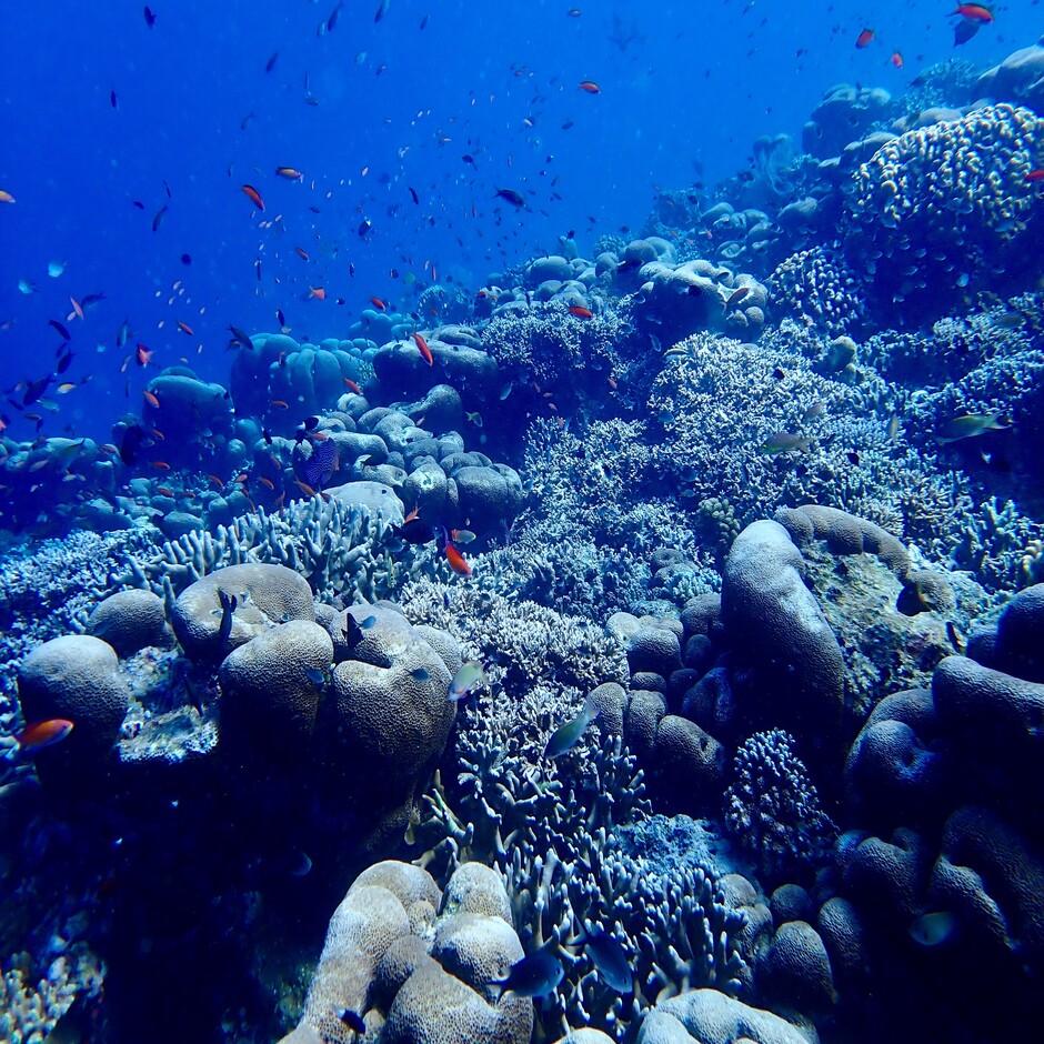 Vibrant marine life in the Coral Triangle region of Sabah, Malaysia, showcasing the area's remarkable biodiversity. Photo credit: David M. Baker.