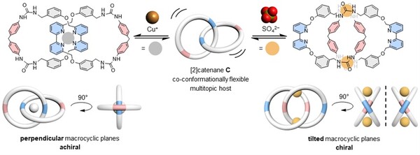 Figure 2. The “180°-turn” of the interlocked macrocycles allows the catenane host to switch binding modes to accommodate copper(I) or sulfate ion guests selectively. Image adapted from Nature Communications.
