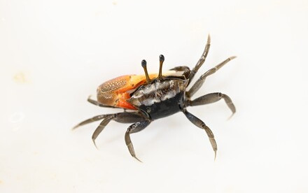 HKU Ecologists Discover Rare Fiddler Crab Species on the Hong Kong Coast, Highlighting the Impact of Climate Change and Coastal Development