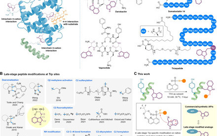 HKU Chemists Developed a Clickable Tryptophan Modification Strategy for Late-Stage Diversification of Native Peptides