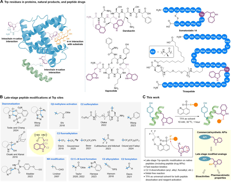 Image adapted from ‘Clickable tryptophan modification for late-stage diversification of native peptides', Science Advances 2024. DOI: 10.1126/sciadv.adp995.