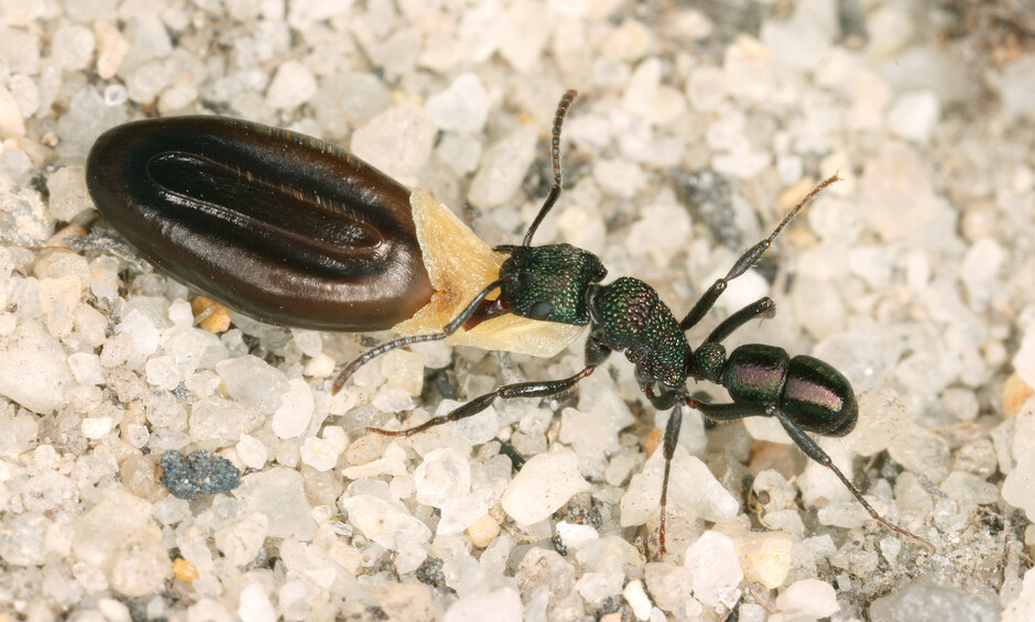 Seed being dispersed by an ant of the Rhytidoponera genus in Australia. Photo Credit: Benoit Guénard.