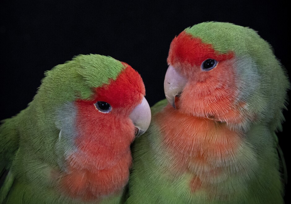 Rosy-faced lovebirds are common and colourful household pets. Photo Credit: Pedro Miguel Araújo.