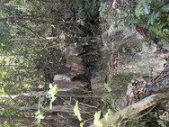 After being cut down or injured it is difficult for  Aquilaria sinensis to recover