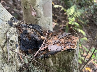 Wounded Aquilaria sinensis can be found in areas affected by illegal logging.