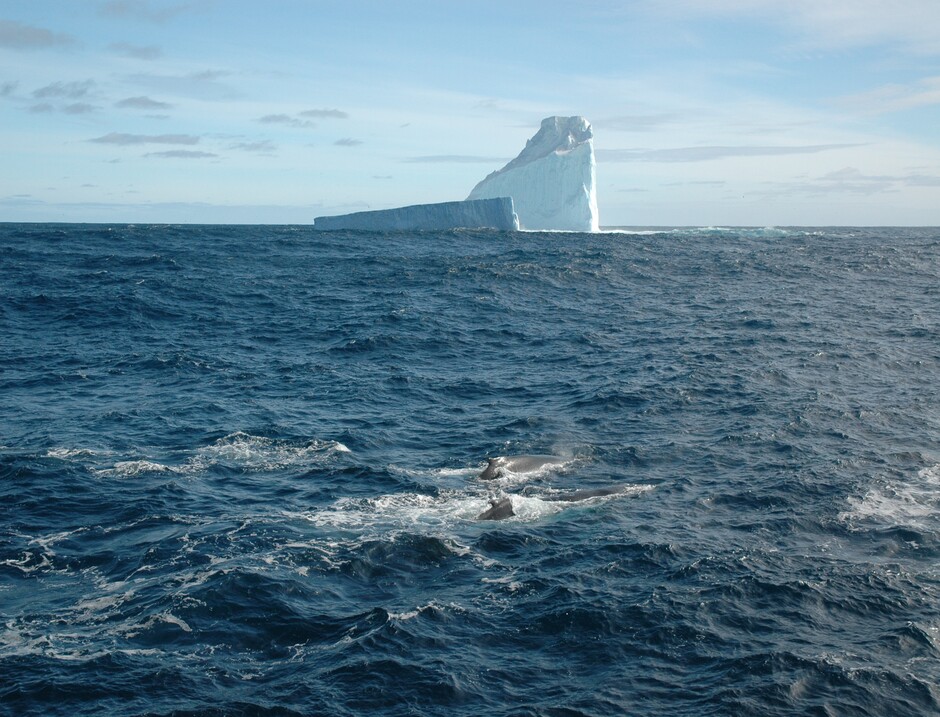 This photograph beautifully captures the majestic scenery of the Southern Ocean, a vital component of the global climate system and a hotspot for deep-sea biodiversity. Photo credit: Minoru Ikehara.