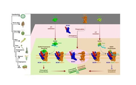 Decoding Leaf Greenness: Biologists Unraveled a Regulatory Module that Ensures Chlorophyll Homeostasis in Land Plants