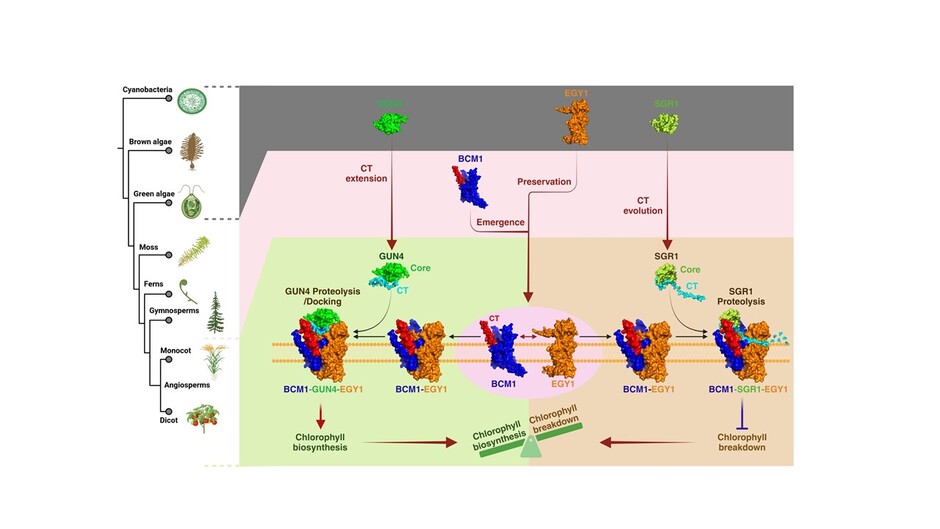 Molecular control of chlorophyll homeostasis in land plants