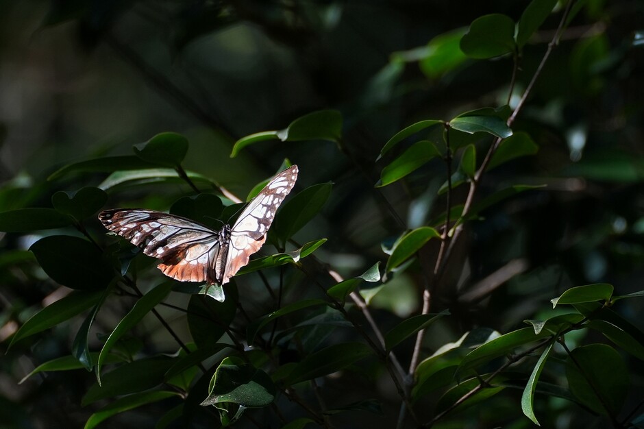 The Chestnut Tiger (Parantica sita) in Repulse Bay, prior to its capture. Photo courtesy: Yuet Fung LING.