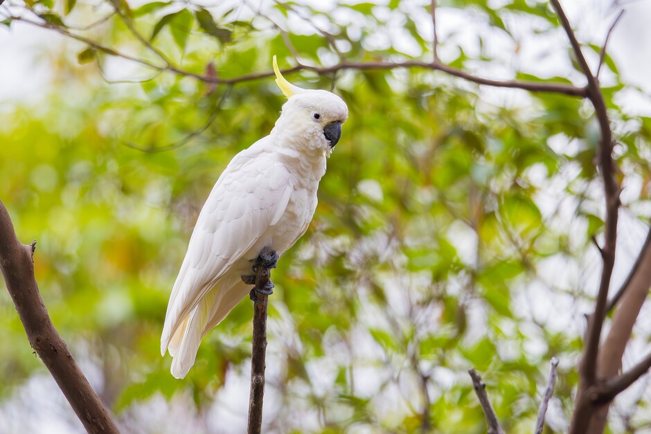 The photo shows a Sulphur-crested Cockatoo (Cacatua galerita), a species that closely resembles the critically endangered Yellow-crested Cockatoo (Cacatua sulphurea). Photo credit: Matthew Kwan