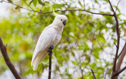 HKU Ecologists Reveal Key Genetic Insights for the Conservation of Iconic Cockatoo Species