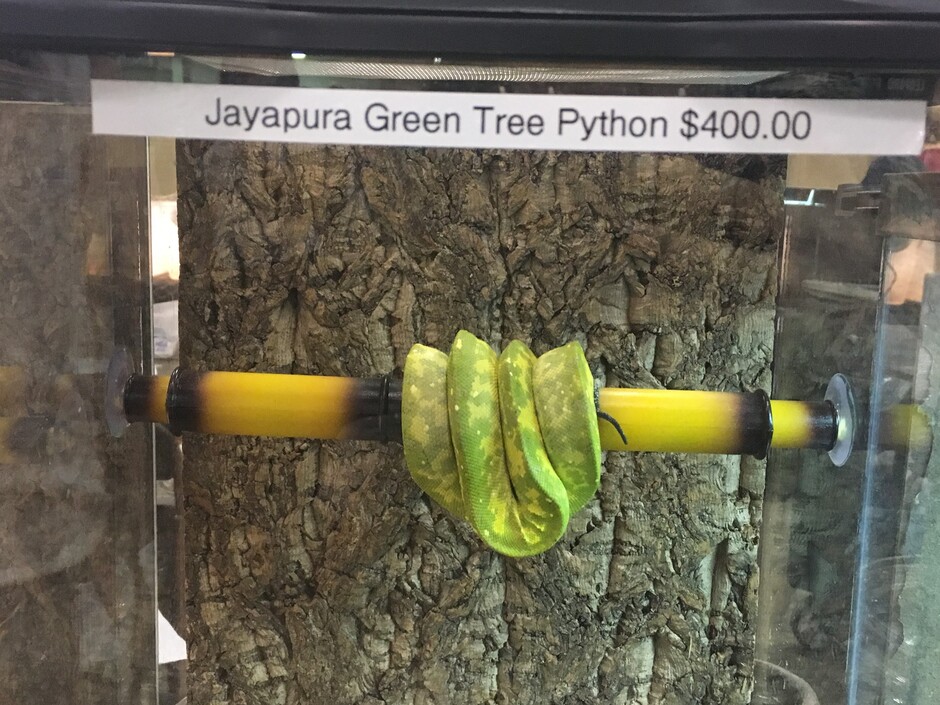 A striking Jayapura green tree python, likely wild-caught, highlighting the beauty and vulnerability of species in the wildlife trade. Photo Courtesy of Julie Lockwood.