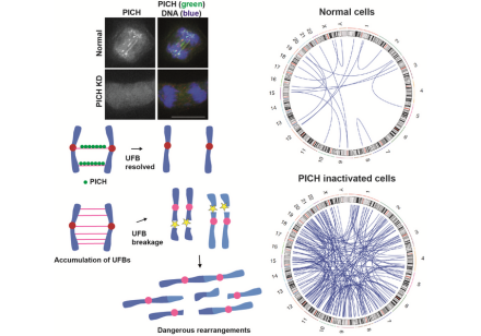 PICH acts like a lookout, spotting and attaching to tiny DNA threads called ultrafine anaphase bridges (UFBs). When PICH is inactivated (knockdown, KD), more of these threads form and break, leading to dangerous DNA rearrangements that can be identified by whole genome sequencing. The blue lines in the circular diagrams indicate sites of genomic rearrangements, often involving interchromosomal fusions—a hallmark of tumourigenesis that drives cancer development. Image adapted from Kong et al, Nucleic Acids Research (2024).