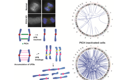 HKU Research Identifies PICH Protein as Key Player in Preventing Chromosome Breakage Linked to Cancer