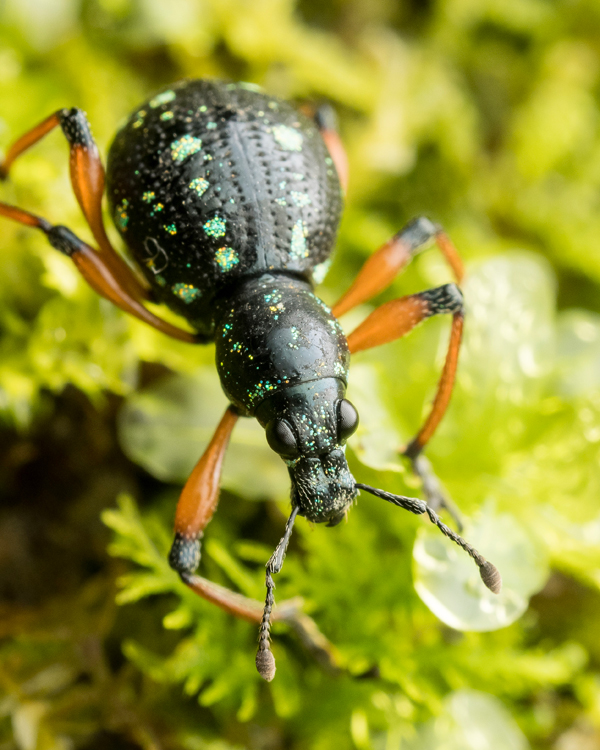 Broad-nosed weevil beetle at Danum Valley Conservation Area, Borneo. (Photo courtesy: Marco Chan)