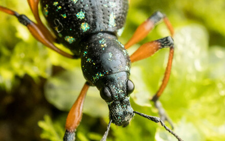 HKU Ecologists Lead International Effort to Understand Declining Insect Biodiversity in the Tropics