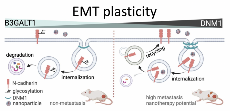 Diagram illustrating how DNM1 regulates EMT and metastasis. High levels of DNM1 enhance N-cadherin endocytic recycling, leading to increased metastasis and greater potential for nanotherapy. In contrast, elevated B3GALT1 levels reduce N-cadherin expression in non-metastatic tumors, which limits their metastatic ability. Image adapted from BioArt.