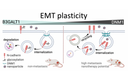 HKU Biologists Identify the protein DNM1 as a  Key Regulator in Ovarian Cancer Metastasis 