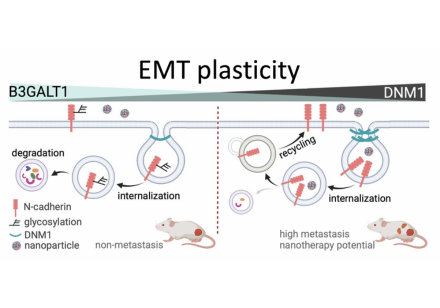 HKU Biologists Identify the Protein DNM1 as a Key Regulator in Ovarian Cancer Metastasis