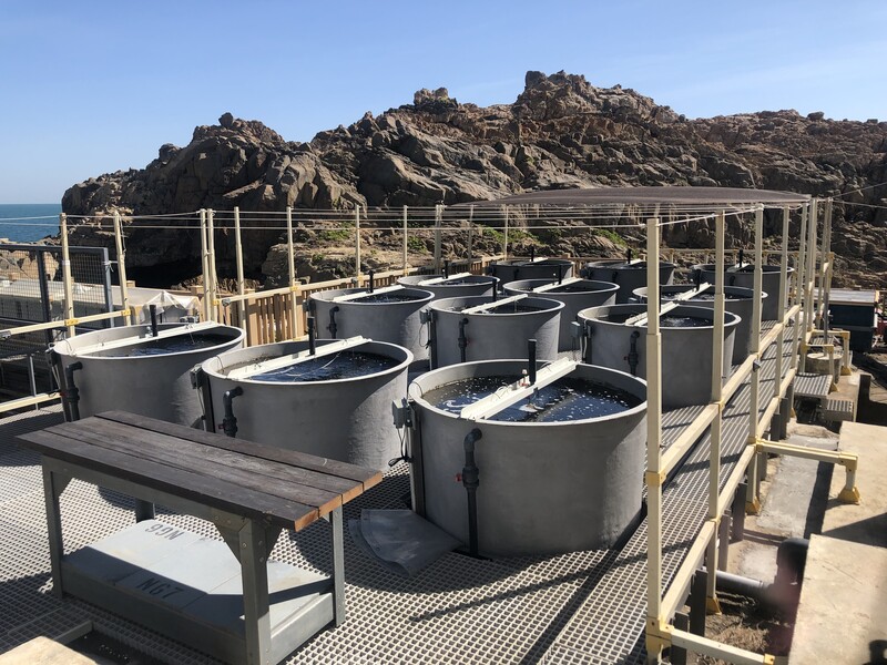 12 large-scale mesocosms were involved in this study at HKU’s Swire Institute of Marine Science (SWIMS). Photo courtesy of Si Zhewei, Vivy