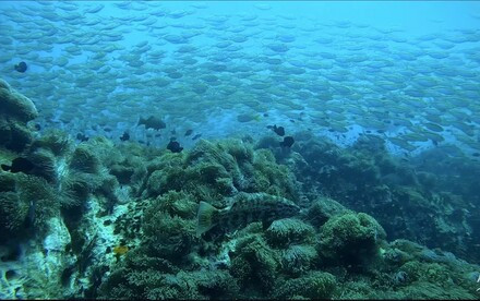 HKU Ecologists Unveil Critical Insights into Marine Biodiversity Dynamics Using Environmental DNA